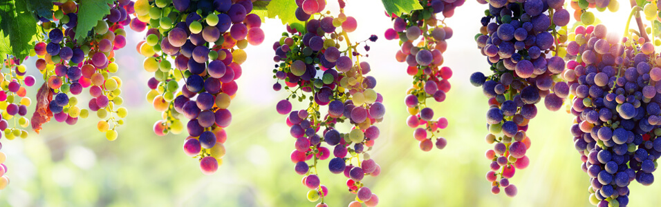 Punased viinamarjad